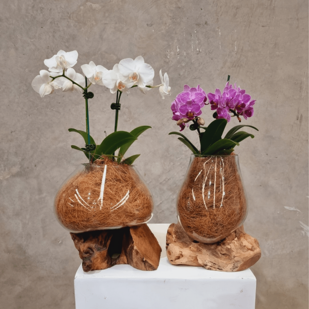 Orchid plants in glass vases - ROSE &amp; CO